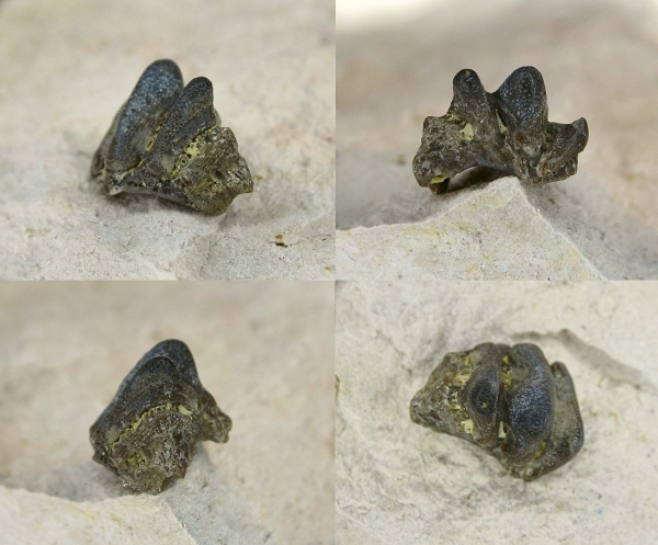 Lophodus, Helodus, Helodontiformes