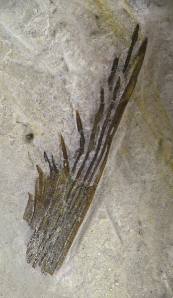 чешуя, Listracanthus, Listracanthidae