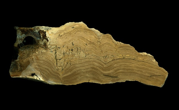 строматолиты, стешевский горизонт