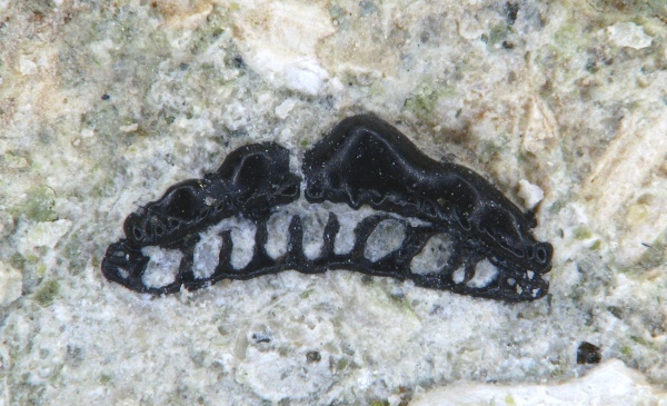 Orodontiformes, Cristatodens, Коняшино