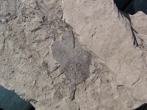 неоген, Кондрово