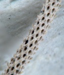 Pseudorhabdomeson sp.