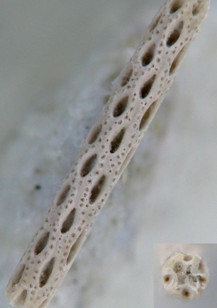 Primorella, Arthroclemidae