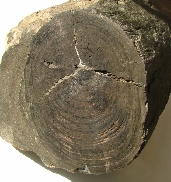 хвойные, отвалы метро