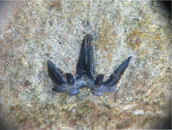 Ctenacanthiformes, Heslerodus