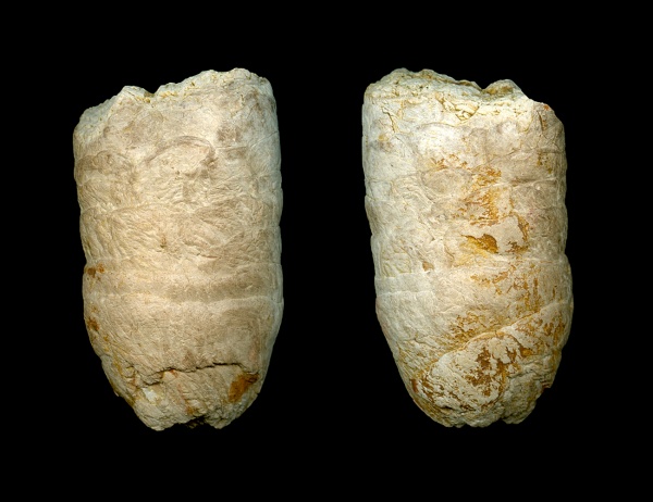 копролиты, нижний карбон, Petalodontiformes