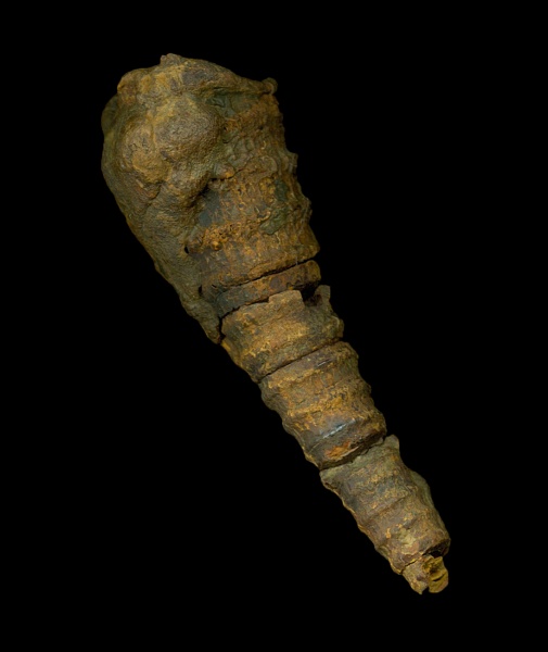 Orthocerida, Cornuella