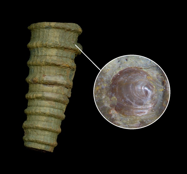 Lingulida, Orthocerida, Orbiculoidea, Cornuella, Disciniidae