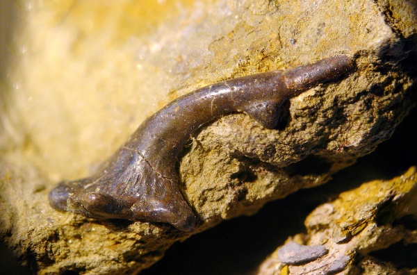 головной шип