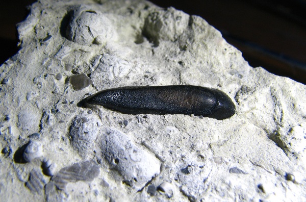 Placodermi, Ptyctodus, Ptyctodontida