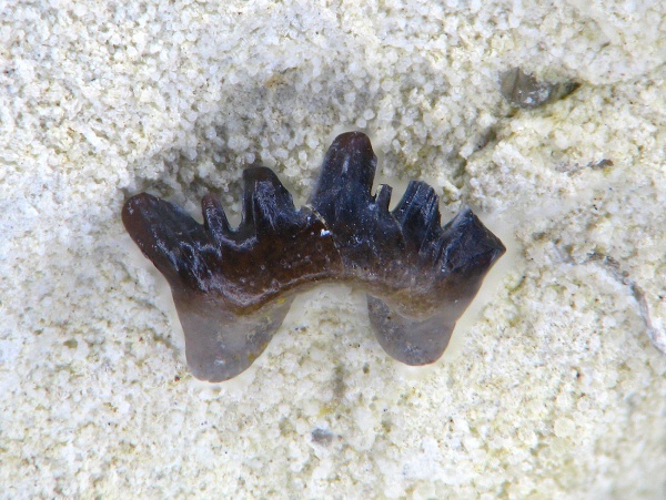 Chondrichthyes, Elasmobranchii, Phoebodontidae, Phoebodus, Phoebodontiformes