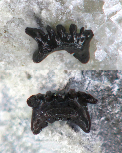 Chondrichthyes, Elasmobranchii, Phoebodontidae, Phoebodus, Phoebodontiformes