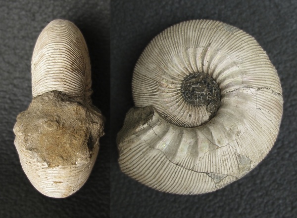 р. Унжа, Kepplerites, Kepplerites galilaeii, Kosmoceratidae