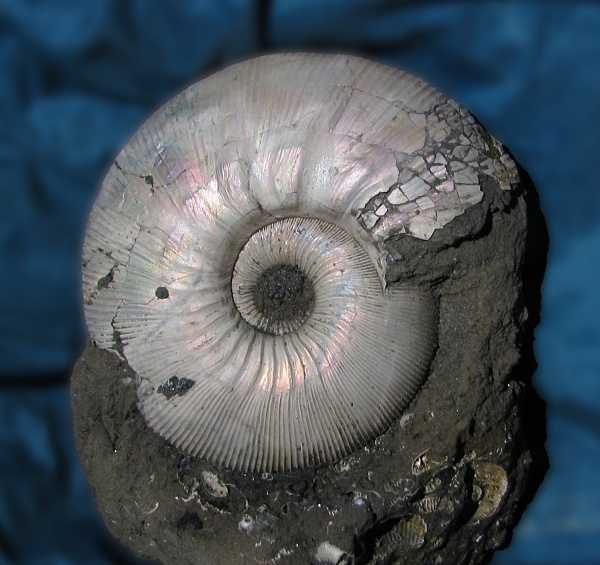 р. Унжа, Kepplerites, Kepplerites galilaeii, Kosmoceratidae