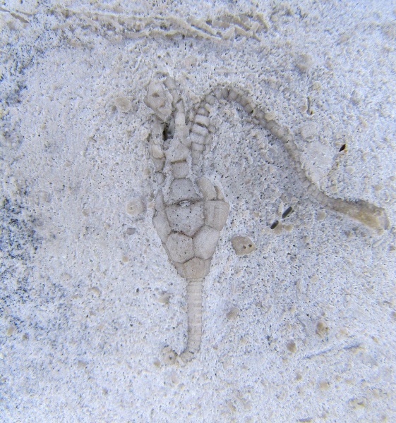 гжельский ярус, Окско-Цнинский вал