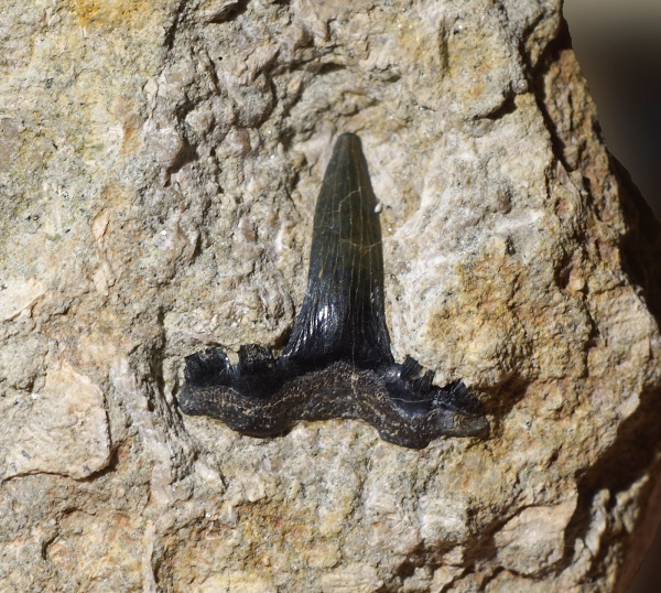 Гжель, акулы, Glikmanius, Ctenacanthiformes