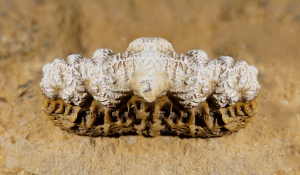 Eugeneodontiformes, Campodus