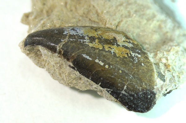 Holocephali, Chimaeriformes, Protochimaera