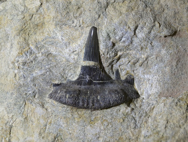 Glikmanius, Ctenacanthiformes