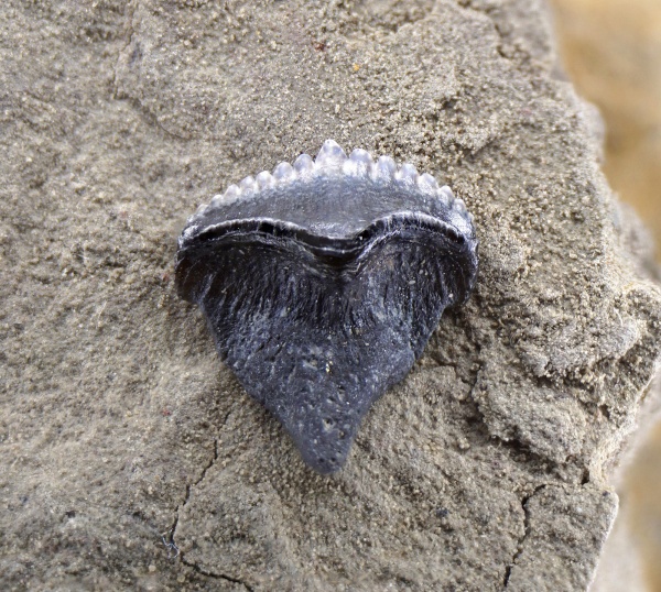 Petalodontiformes, Ctenoptychius