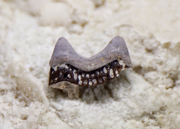 Helodus, Holocephali, Helodontiformes, Diclitodus