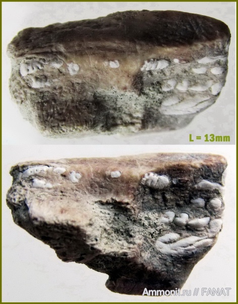 химеры, Chimaeriformes, Edaphodontidae