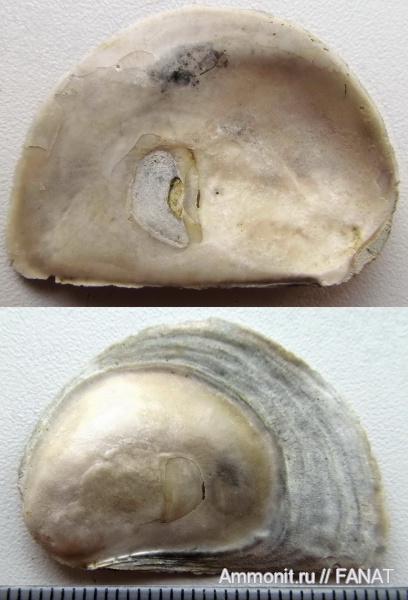 моллюски, створки