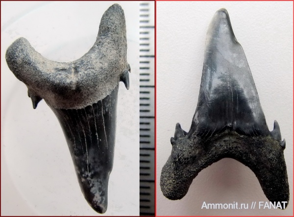 Jaekelodontidae, патологии