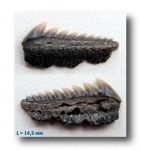 Hexanchus cf. microdon (2)