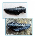Hexanchus cf. microdon (3)