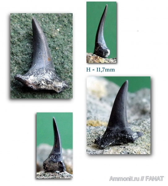 зубы акул, shark teeth
