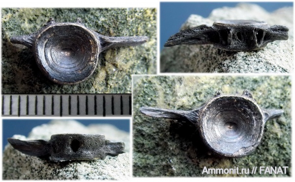 костные рыбы