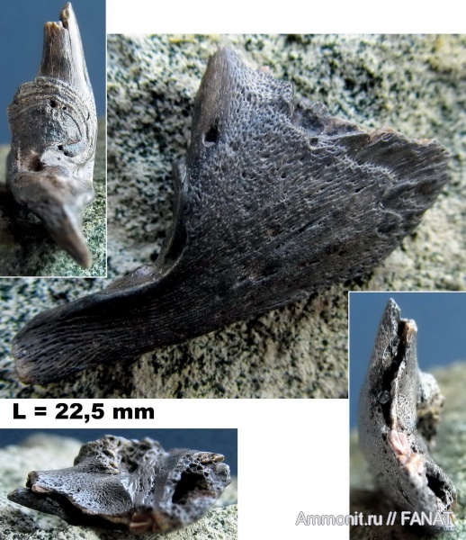 костные рыбы