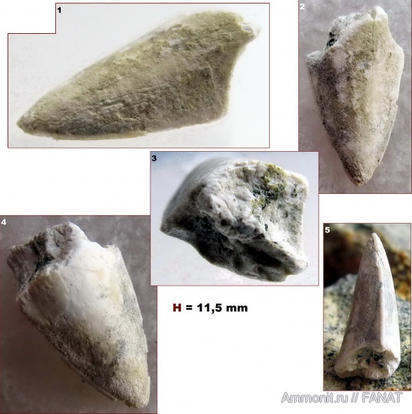 костные рыбы