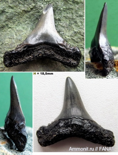 зубы акул, shark teeth