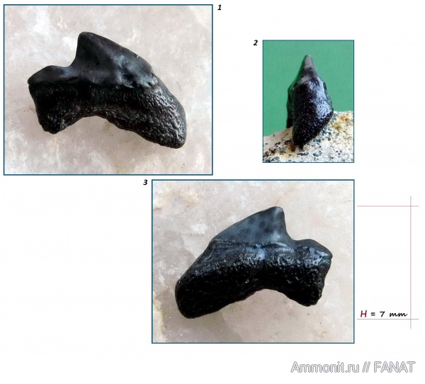 зубы акул, shark teeth