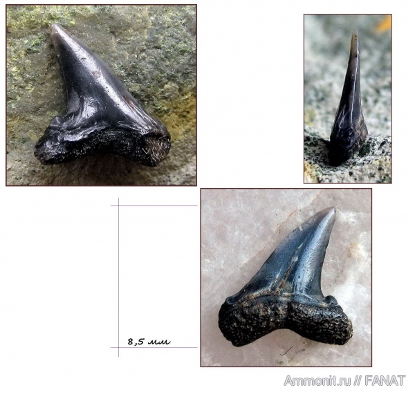 зубы акул, Hypotodus, shark teeth