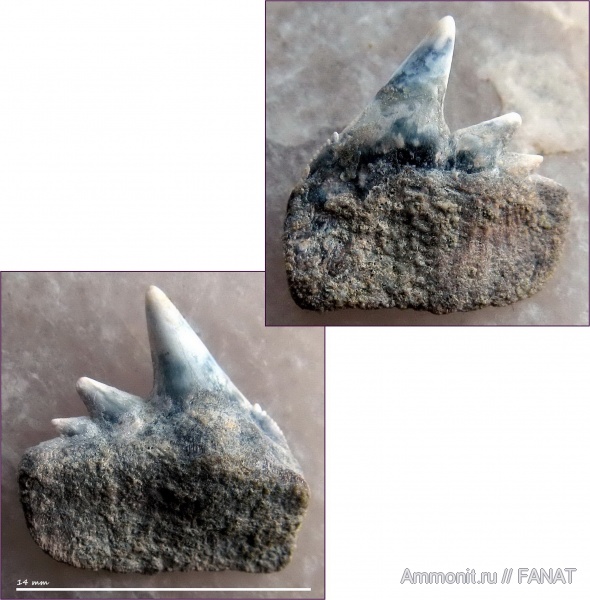 зубы акул, Hexanchidae, Notorynchus, Notorynchus kempi, shark teeth