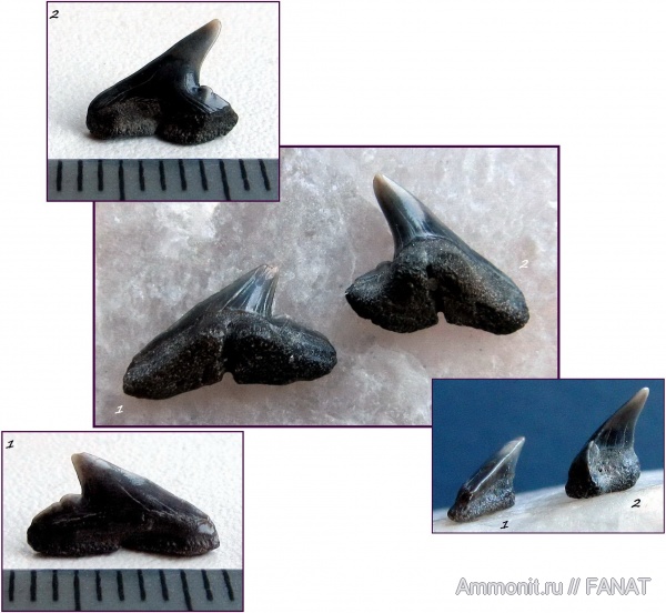 зубы акул, Carcharhinidae, shark teeth