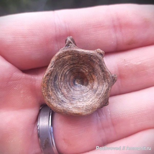 плейстоцен, костные рыбы, поправьте теги, сомообразные, Silurus sp, Silurus