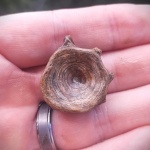 Позвонок сома Silurus sp.