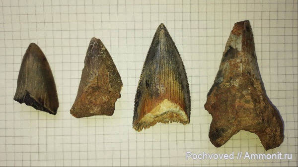 хрящевые рыбы, эоцен, акулы, Otodus, Волгоград, поправьте теги, Otodus sp