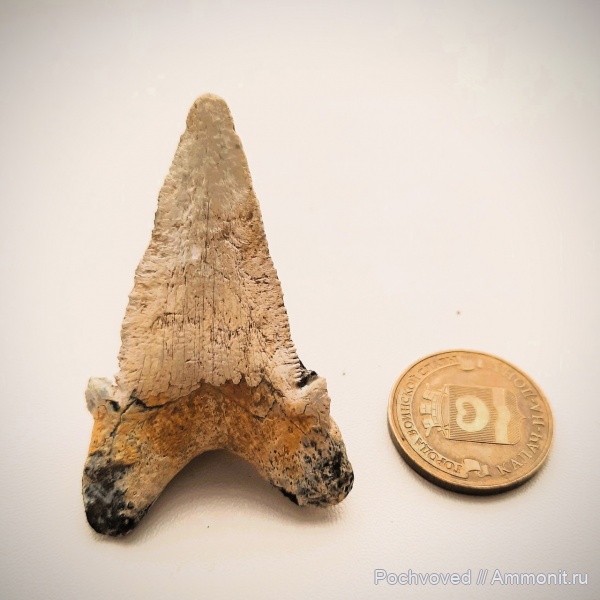 хрящевые рыбы, эоцен, акулы, Otodus, Волгоград, Otodus socolovi