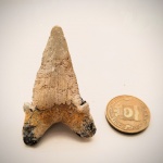 Волгоградский эоцен, зуб акулы Otodus socolovi