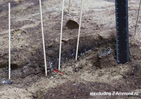 Quenstedtoceras, археология, Костёнки