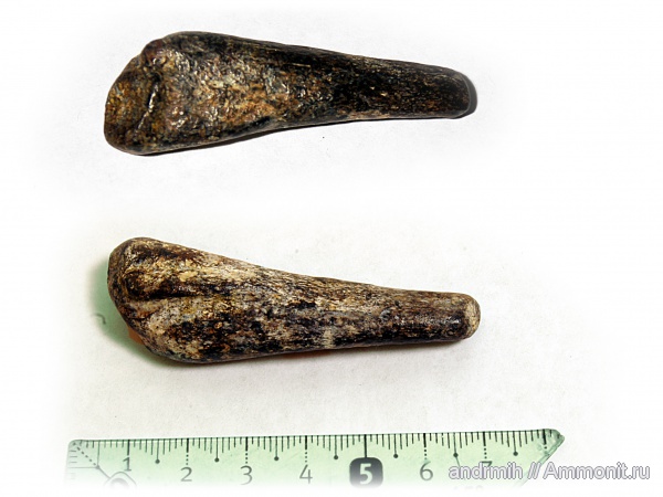 неоген, миоцен, Phoca, р. Мокрый Апчас