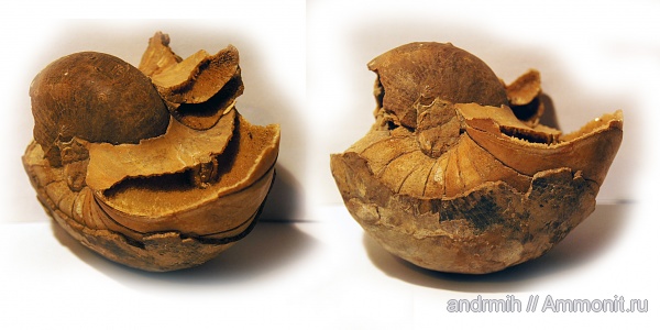 наутилоидеи, Nautilida