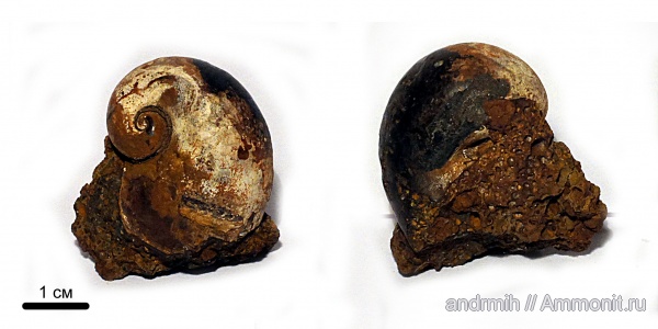 гастроподы, неоген, плиоцен, Lymnaea