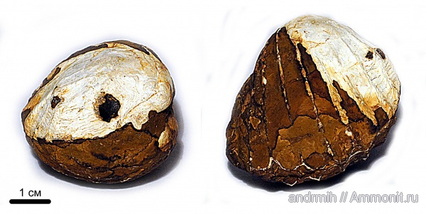 неоген, двустворчатые моллюски, плиоцен