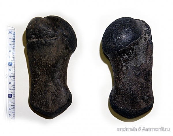 неоген, р. Белая, Cetotherium, Cetotheriidae, майкоп